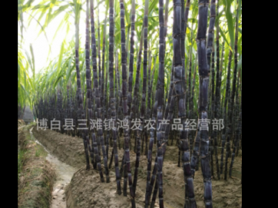 广西黑皮甘蔗 甘蔗价格 黑皮甘蔗 果蔗 大量上市图1