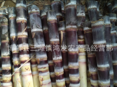 黑皮甘蔗种 甘蔗种子 黑皮甘蔗种苗 大量上市图1