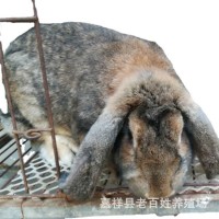 公羊兔种兔价格 公羊兔养殖场