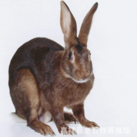 比利时杂交野兔的重量 比利时杂交野兔繁殖期