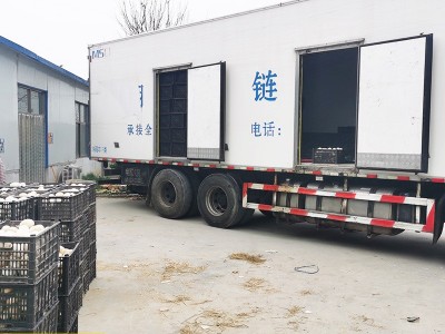 禽业孵化场大三花鹅种鹅蛋 山东孵化场批发受精蛋可孵化鹅苗图3