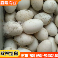 山东鹅苗基地直供 商品鹅蛋100-120克 一件代发鹅蛋