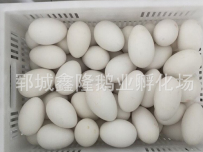 山东鹅苗基地直供 商品鹅蛋100-120克 一件代发鹅蛋图2