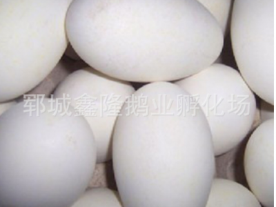 山东鹅苗基地直供 商品鹅蛋100-120克 一件代发鹅蛋图5