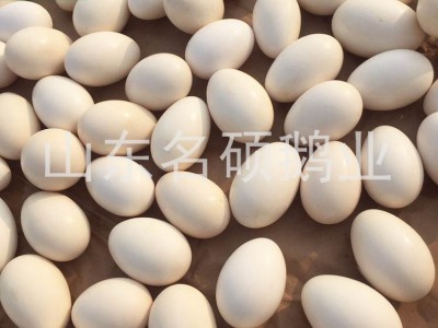 厂家供应 山东土鹅蛋新鲜杂粮喂养鹅蛋12枚起订商品鹅蛋图4