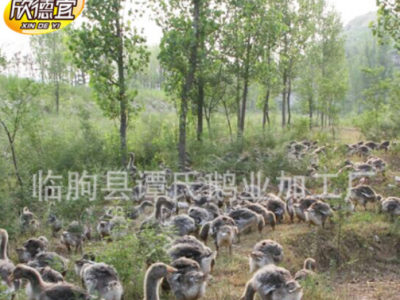 大白鹅 鹅苗 健康成品 田间放养鹅 山东地区加工养殖图3
