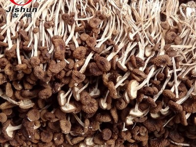 茶树菇新货古田特产 茶树菇不开伞特产批发 干货散装无熏厂家批发图2