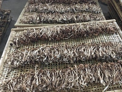 茶树菇新货古田特产 茶树菇不开伞特产批发 干货散装无熏厂家批发图5