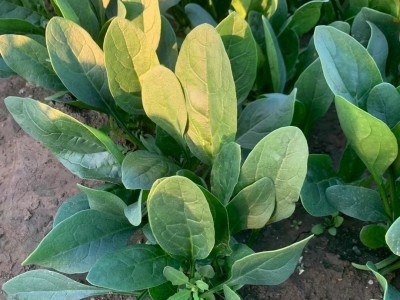 大叶菠菜种子 农田菜园可盆栽叶肥厚清香圆叶菠菜蔬菜籽批发图1