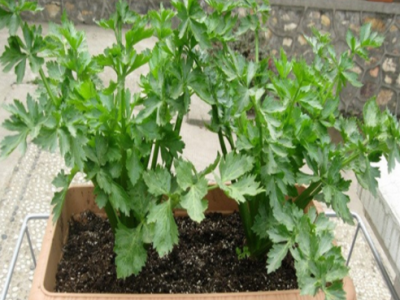批发蔬菜种子1 菠菜番茄萝卜荷兰豆黄秋葵白菜苦瓜茄子 量大从优图1