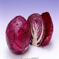 紫丹 四季种植杂交紫甘蓝种子 80天包菜种子 莲花白种子 蔬菜种子