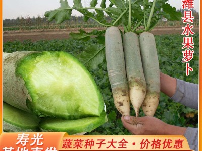 正宗潍县萝卜种子 农家水果萝卜种子 大青萝卜种籽口感脆味甜图2