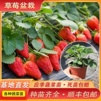 种植基地直供草莓苗 当年结果阳台种植地栽盆栽 四季奶油草莓苗