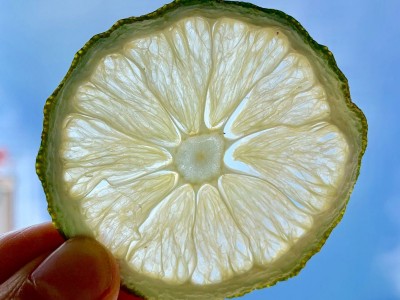 博柠特级柠檬干500g泡水无籽香水柠檬片烘干去皮即食泡茶柠檬茶图1
