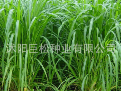 甜象草种子牧草种子南方北方多年生四季高产猪牛羊鸡鸭鹅鱼兔草籽图3