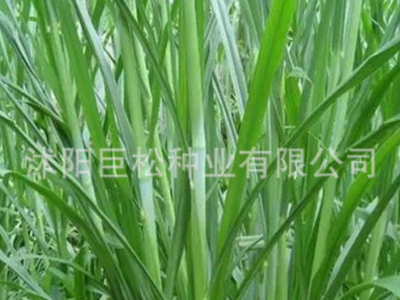 甜象草种子牧草种子南方北方多年生四季高产猪牛羊鸡鸭鹅鱼兔草籽图5