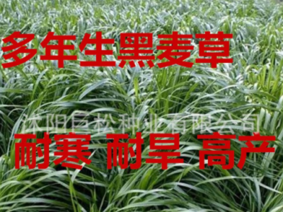 冬牧70黑麦草种子牛羊鹅冬季草四倍体高产型黑麦草种子护坡黑麦草图3