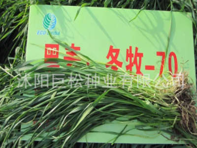 冬牧70黑麦草种子牛羊鹅冬季草四倍体高产型黑麦草种子护坡黑麦草图5