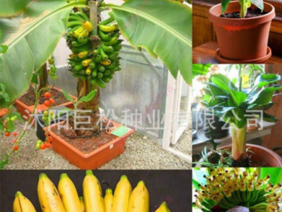 矮生香蕉树种子迷你香蕉种子100PCS稀有迷你水果异国家园花园植物图4