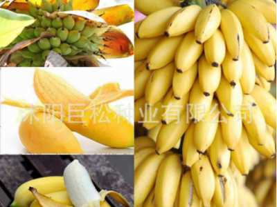 矮生香蕉树种子迷你香蕉种子100PCS稀有迷你水果异国家园花园植物图2