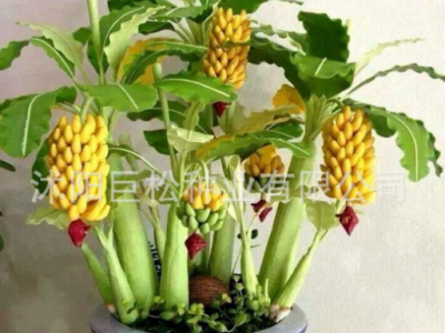 矮生香蕉树种子迷你香蕉种子100PCS稀有迷你水果异国家园花园植物图3