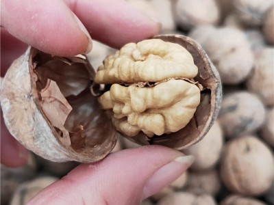 批发新疆阿克苏185纸皮核桃 手剥即开新疆薄皮核桃 原味纸皮核桃图1