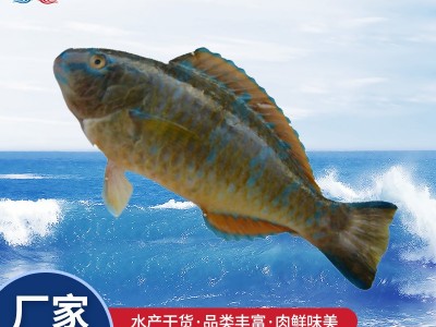 供应海鲜苏眉鱼小苏眉青衣 鹦鹉鱼 500g批发图1