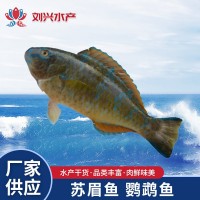 供应海鲜苏眉鱼小苏眉青衣 鹦鹉鱼 500g批发