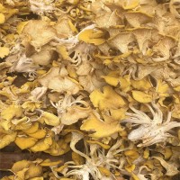 厂家直销深山种植鸡油菌 黄金菇榆黄蘑干货 菇大色正味纯香