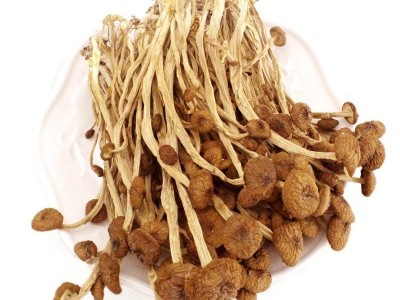 菌种基地直销大量批发高山种不开伞茶树菇 5号3号干茶树菇图1
