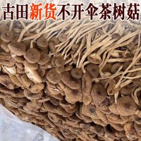 未开伞茶树菇干货特产 古田福建不开伞茶树菇500g食用菌农产品