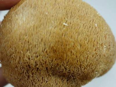 批发古田猴头菇猴头菌佳品肉嫩肥厚煲汤火锅食材500g图4