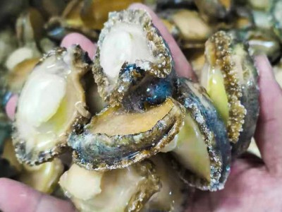 福建连江本地速冻鲍鱼肉 无壳纯肉海鲜餐饮酒店火锅供应食材批发图4