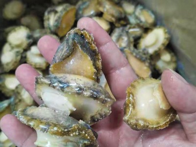 福建连江本地速冻鲍鱼肉 无壳纯肉鲜活速冻鲍鱼酒店餐饮食材批发图2