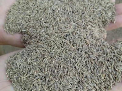 新疆香料孜然粉孜然碎 烧烤调料品孜然香辣川 烧烤孜然粒散装批发图1