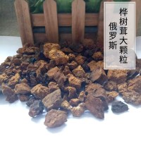 俄罗斯西伯利亚白桦茸 桦树茸 桦褐孔菌 机打大颗粒