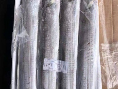 东山海钓大带鱼，野生钓带，一件20斤，10公斤图3