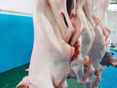 内蒙古带皮羊酮体整只新鲜羔羊肉白条羊多分体分割商用食材整羊批图2