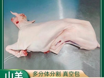 内蒙古带皮羊酮体整只新鲜羔羊肉白条羊多分体分割商用食材整羊批图1