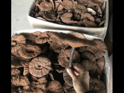 林下仿野生段木栽培黑灵芝紫灵芝整枝产地供货切片带粉500克林芝图1
