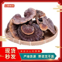 云南土特产中药材滋补品 野灵芝 朵型完整煲汤食材250g批发