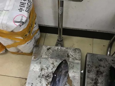 谷茂 金枪鱼整条装冷冻水产深海钓寿司刺身BBQ商用食材批发图3