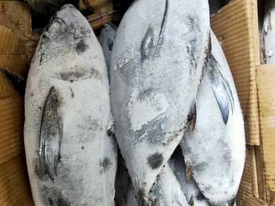 谷茂 金枪鱼整条装冷冻水产深海钓寿司刺身BBQ商用食材批发图4