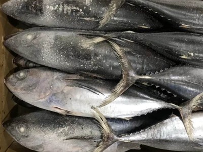 谷茂 金枪鱼整条装冷冻水产深海钓寿司刺身BBQ商用食材批发图2