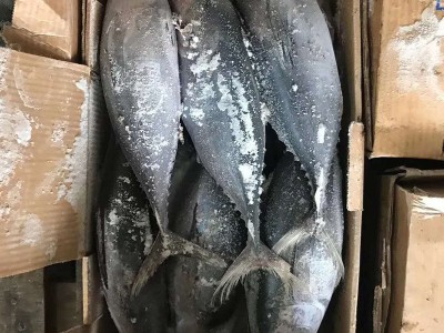 谷茂 金枪鱼整条装冷冻水产深海钓寿司刺身BBQ商用食材批发图5