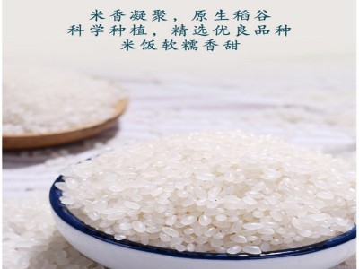 老佰姓江苏射阳大米圆粒珍珠米5KG10斤真空包装厂家批发定 制礼品图4