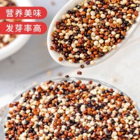 厂家批发三色藜麦500g/袋坝上黑白红藜麦混合装YZ