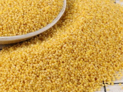 厂家直发优质粮食小米农家自产五谷杂粮批发当年散装粗粮黄小米图4