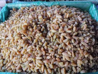 树上黄葡萄干 烘焙原料出口 葡萄干散装整箱黄葡萄干图3