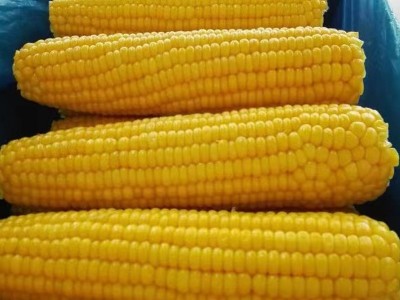 速冻玉米棒批发 冷冻玉米棒 玉米段 速冻蔬菜 冻菜 速冻甜玉米图5